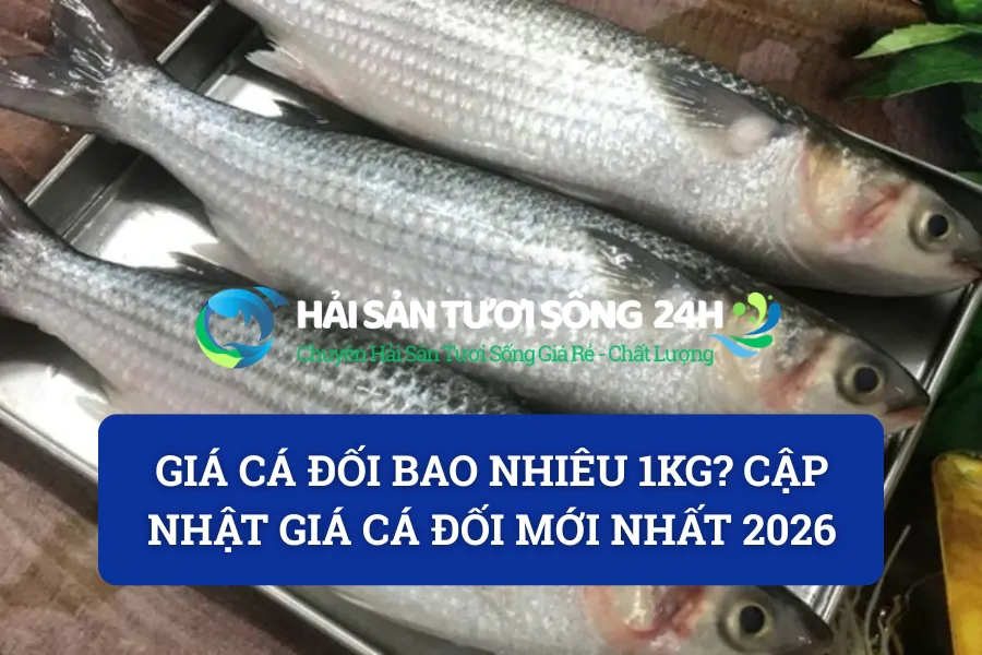 Giá cá đối bao nhiêu 1kg? Cập nhật giá cá đối mới nhất 2026