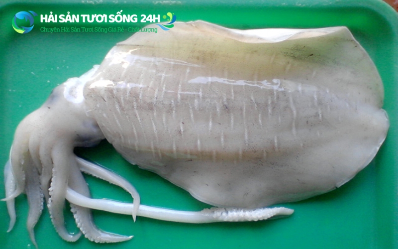 Giá mực mai đông lạnh bao nhiêu tiền 1kg?