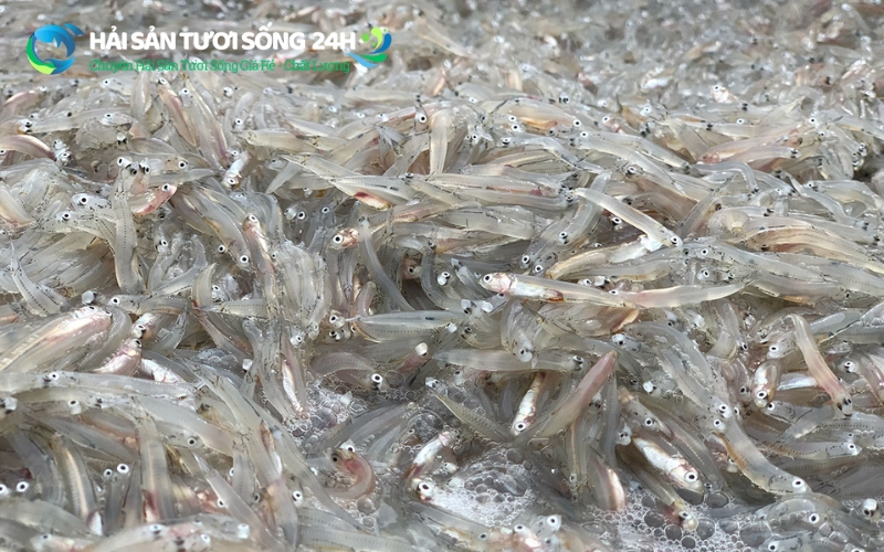 Giá trị dinh dưỡng thực tế của cá Cơm tươi