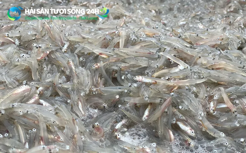 Cá cơm tươi là gì? Địa điểm mua cá cơm tươi giá rẻ tại TP Hồ Chí Minh 3 Giá trị dinh dưỡng thực tế của cá Cơm tươi