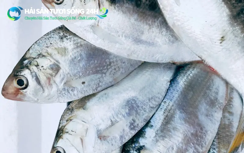 Mẹo mua cá mòi tươi ngon chất lượng 4 Kiểm tra độ đàn hồi của thịt cá