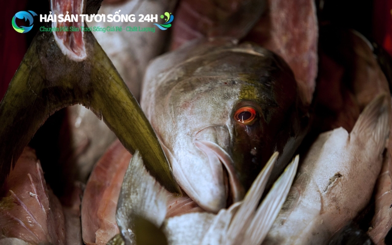 Kinh nghiệm mua cá ù online không lo bị "hớ"