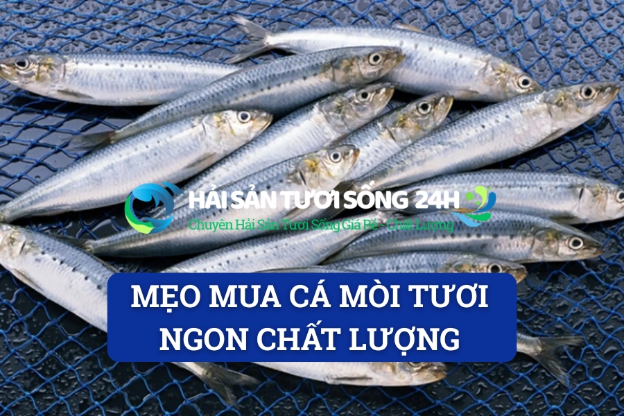 Mẹo mua cá mòi tươi ngon chất lượng