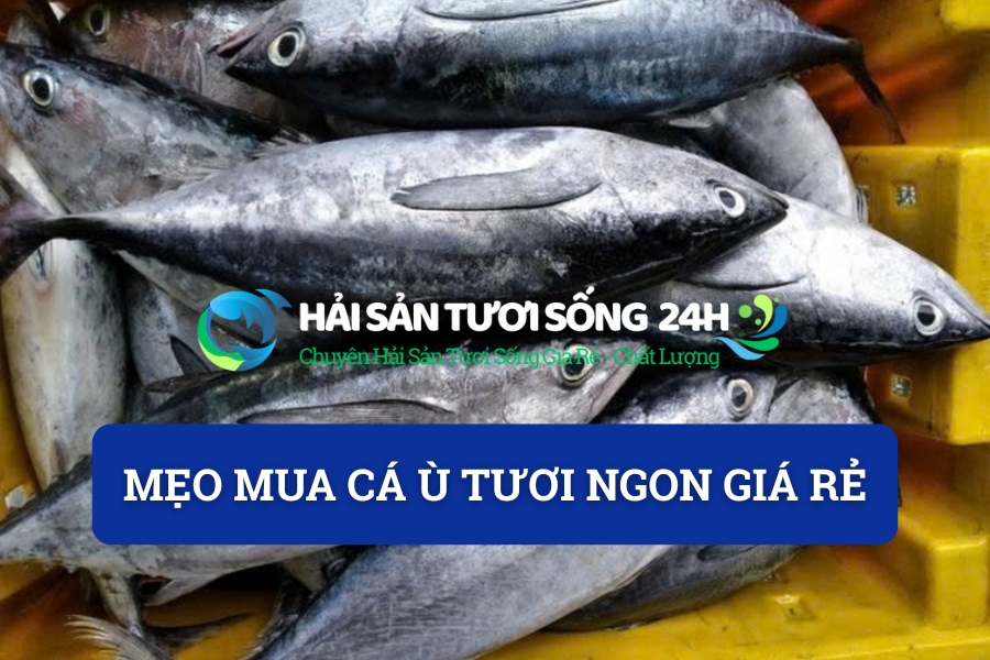 Mẹo mua cá ù tươi ngon giá rẻ