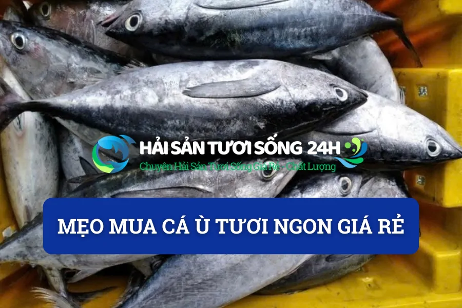 Mẹo mua cá ù tươi ngon giá rẻ