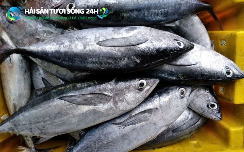 Mẹo mua cá ù tươi ngon giá rẻ