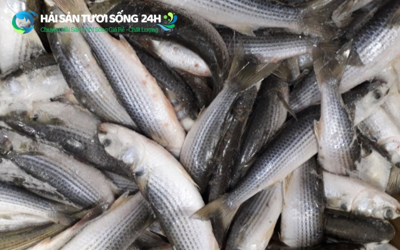 Mua cá đối tươi sạch ở đâu uy tín?