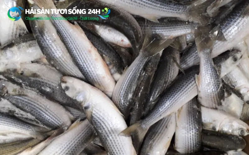 Giá cá đối bao nhiêu 1kg? Cập nhật giá cá đối mới nhất 2026 5 Mua cá đối tươi sạch ở đâu uy tín?