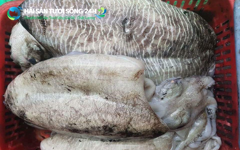 Mua mực mai đông lạnh ở đâu uy tín tại TP.HCM và Hà Nội?