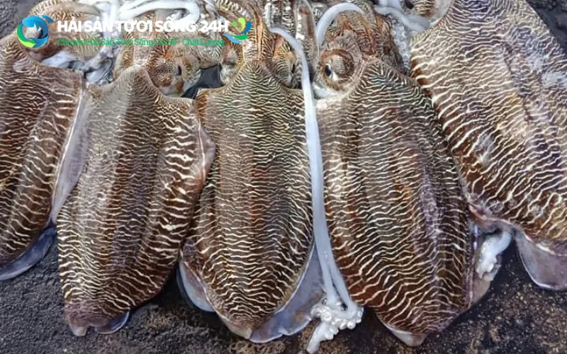 Giá mực mai đông lạnh mới nhất hôm nay 2 Mực mai là gì? Tại sao mực mai lại ưa chuộng đến thế