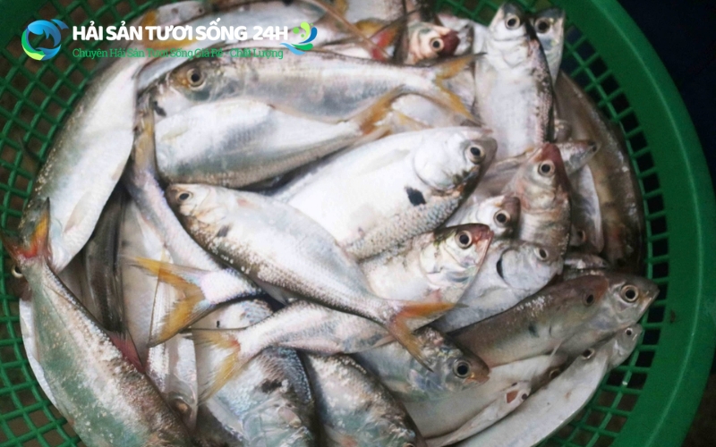 Nhìn màu sắc da và vảy cá