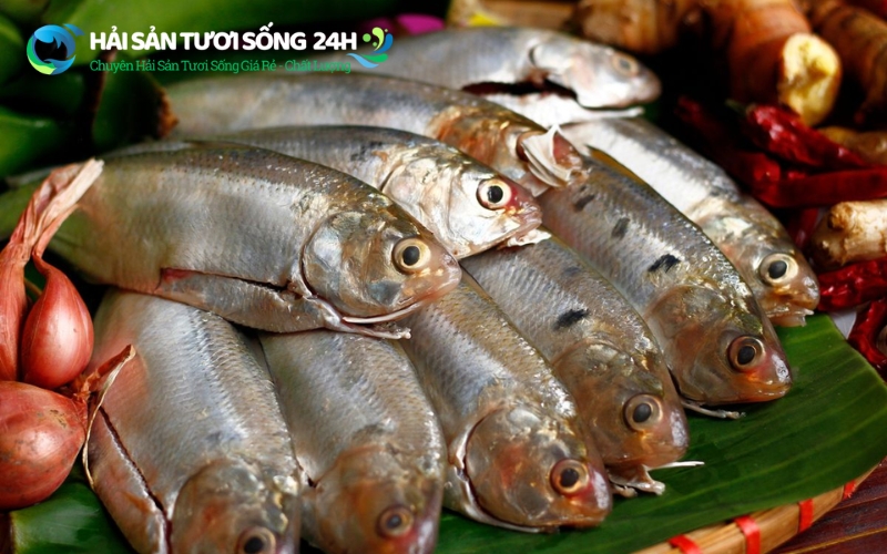 Quan sát kỹ phần mắt và mang cá