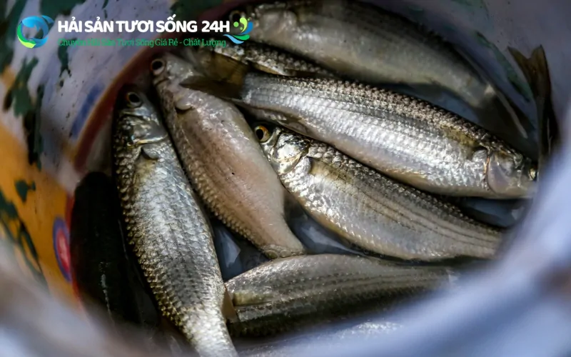 Địa điểm mua cá Đối tươi ngon giá rẻ tại TP Hồ Chí Minh 2 Tại sao cá đối lại được nhiều người ưa chuộng?