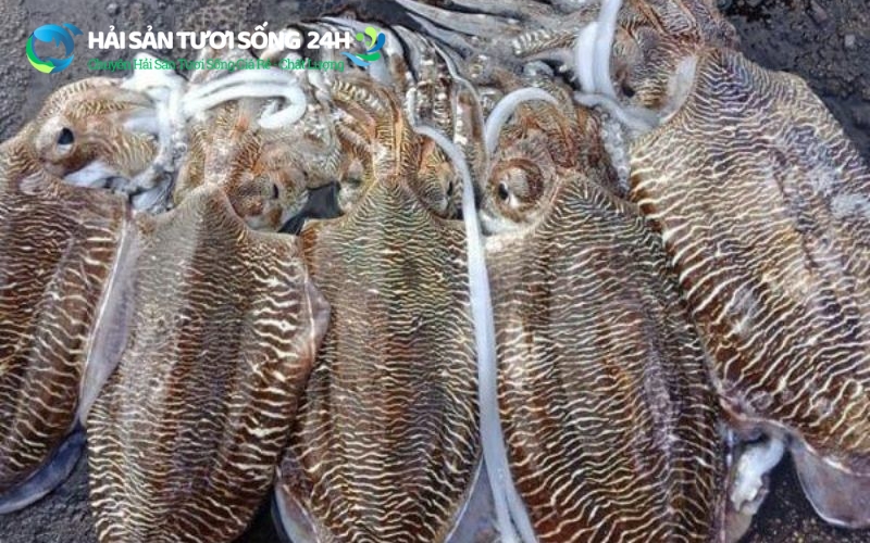 Tại sao mực mai lại được yêu thích đến vậy?