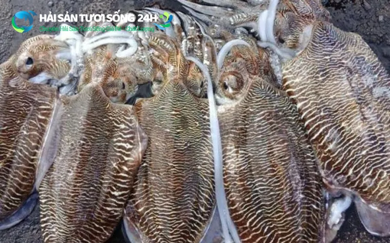 Tại sao mực mai lại được yêu thích đến vậy?