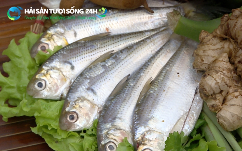 Vì sao việc chọn cá mòi tươi lại quan trọng hơn các loại cá khác?