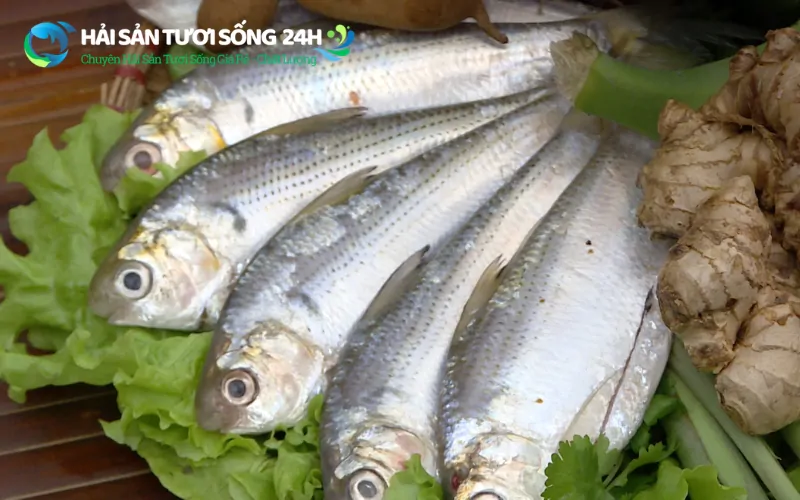 Mẹo mua cá mòi tươi ngon chất lượng 2 Vì sao việc chọn cá mòi tươi lại quan trọng hơn các loại cá khác?