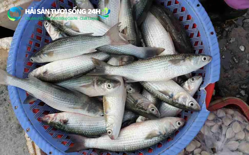 Giá cá đối bao nhiêu 1kg? Cập nhật giá cá đối mới nhất 2026 3 Vì sao giá cá đối lại chênh lệch nhau nhiều như vậy?