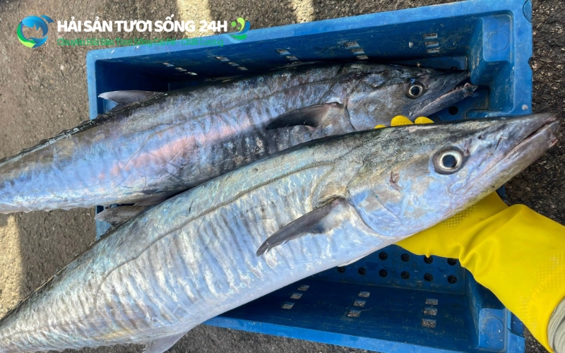 Vì sao giá cá thu lại có sự chênh lệch lớn?