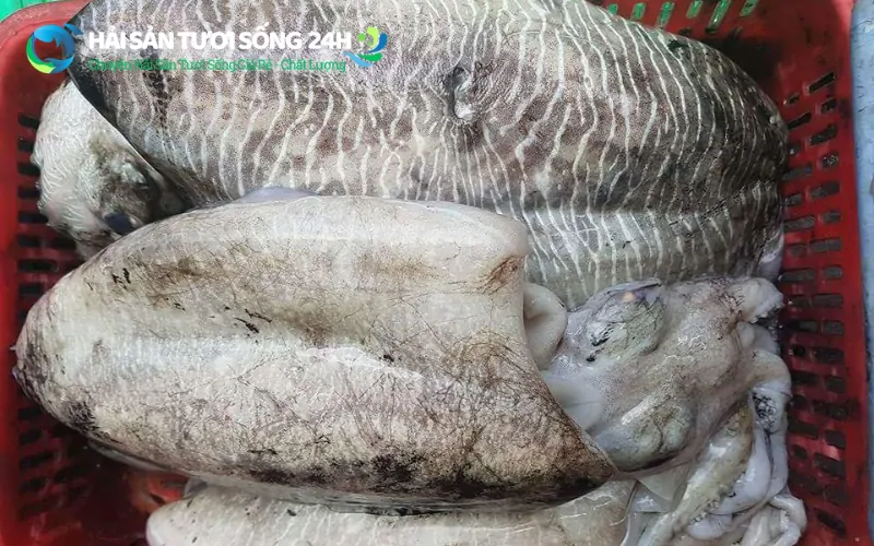 Địa điểm mua mực mai giá rẻ chất lượng 4 Yếu tố quyết định giá mực mai trên thị trường