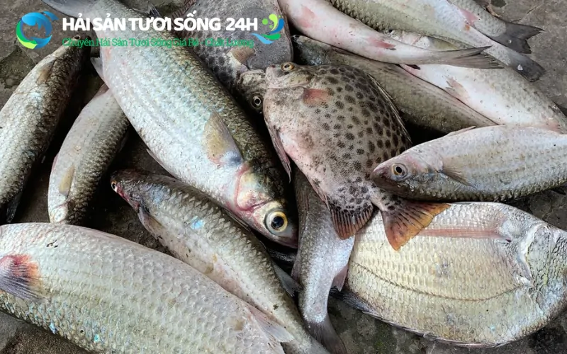 Cá đối kho gì ngon? Tổng hợp 5 cách kho Cá Đối dễ làm tại nhà 7 Bí quyết chọn mua cá đối tươi sống chất lượng