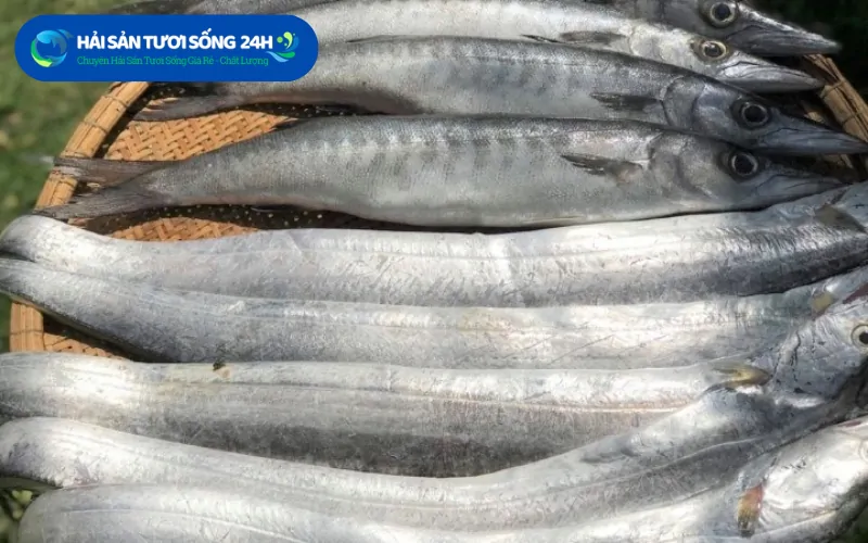 Tìm mua cá Hố giá rẻ chất lượng tại TP Hồ Chí Minh 5 Địa chỉ bán cá Hố uy tín giá tốt chất lượng tại TP.HCM