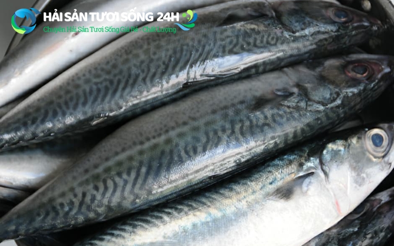 Bí quyết chọn cá nục suôn tươi ngon không hóa chất