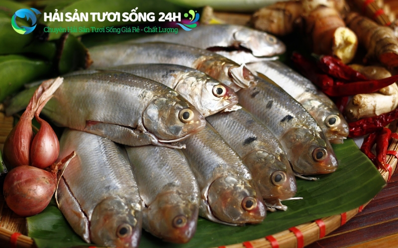 Cá mòi tươi