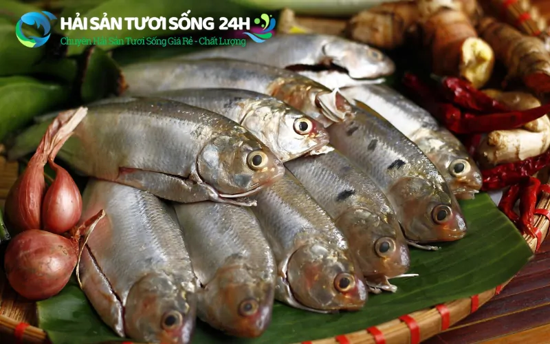 Cá mòi tươi