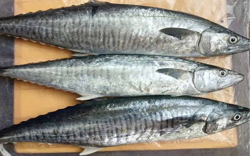 Cá thu có mấy loại? Bí quyết chọn cá thu ngon và chất lượng 4 Cá thu ảo