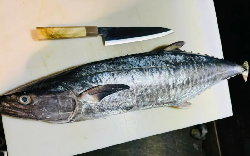 Cá thu có mấy loại? Bí quyết chọn cá thu ngon và chất lượng 6 Cá thu chấm