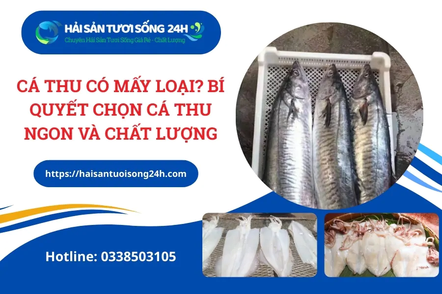 Cá thu có mấy loại? Bí quyết chọn cá thu ngon và chất lượng