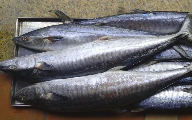 Cá thu là cá gì?