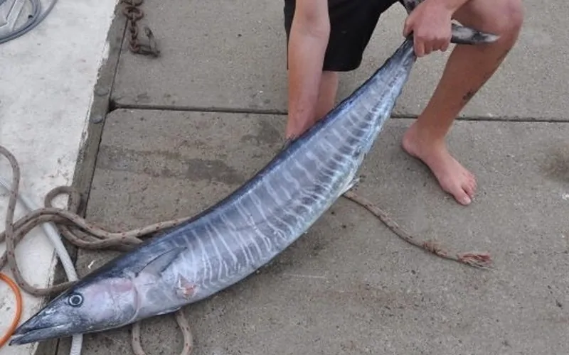 Cá thu có mấy loại? Bí quyết chọn cá thu ngon và chất lượng 5 Cá thu ngàng