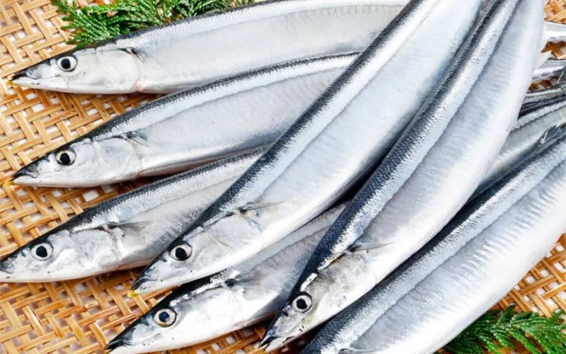 Cá thu có mấy loại? Bí quyết chọn cá thu ngon và chất lượng 3 Cá thu Nhật (cá thu đao)