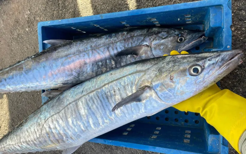 Cá thu có mấy loại? Bí quyết chọn cá thu ngon và chất lượng 8 Cá thu vua