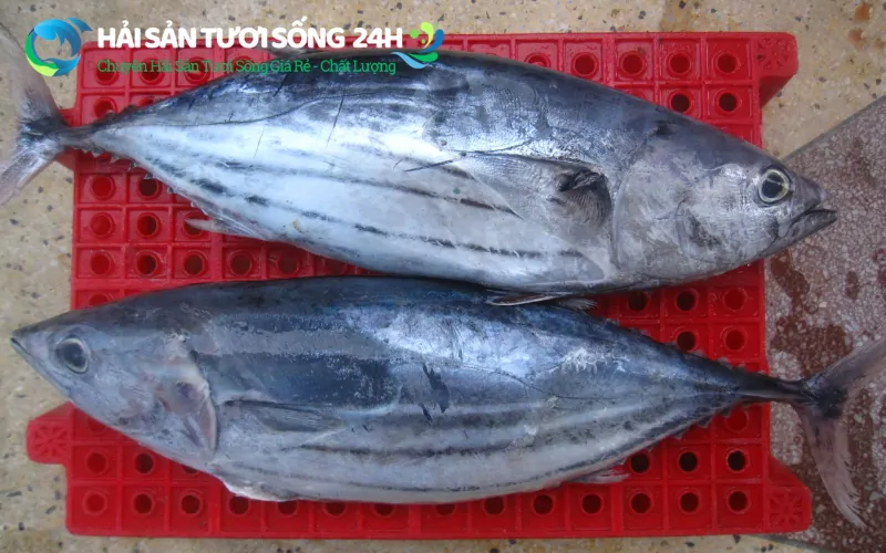 Tìm mua Cá Ù chất lượng giá rẻ tại Hà Nội 2 Cá Ù là cá gì