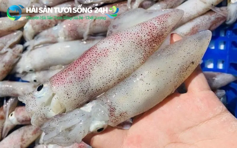 Các tiêu chí để chọn được con Mực Ống tươi ngon