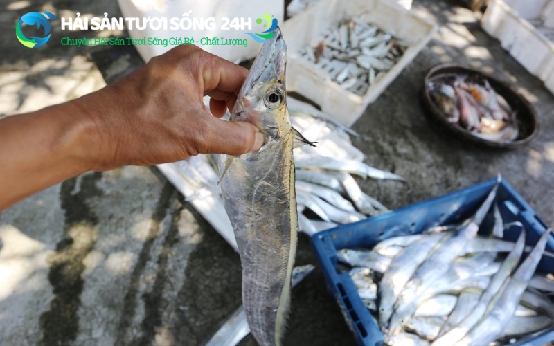 Cách chọn cá Hố tươi ngon chuẩn của người miền biển
