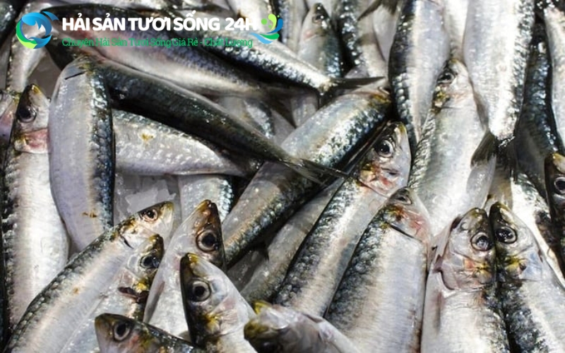 Cách chọn cá mòi tươi sống