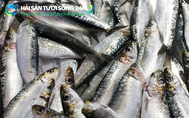 Cách chọn cá mòi tươi sống