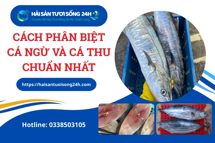 Cách phân biệt cá ngừ và cá thu chuẩn nhất