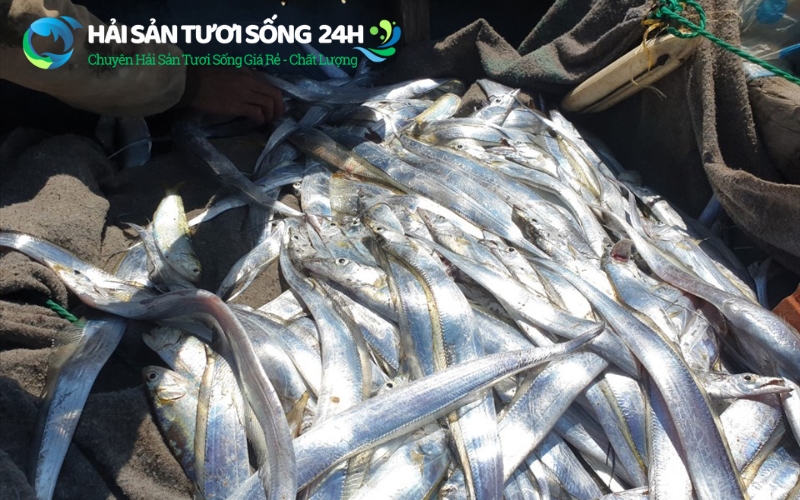 Địa điểm bán cá Hố giá rẻ tại Hà Nội