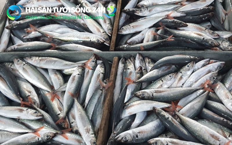Địa điểm mua cá nục tươi tại giá rẻ và uy tín