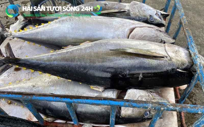 địa điểm mua cá ù chất lượng giá rẻ tại hà nội