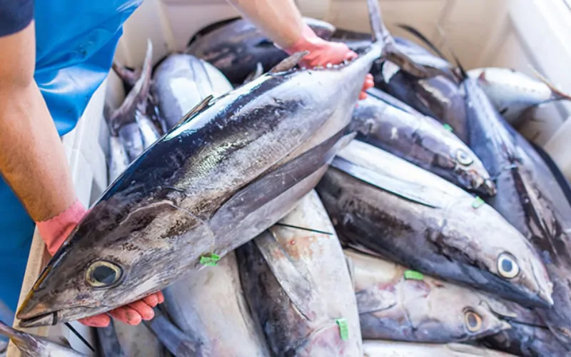Cách phân biệt cá ngừ và cá thu chuẩn nhất: Mẹo chọn cá tươi ngon cho gia đình 3 Giữa cá Ngừ và cá Thu nên ăn loại nào?