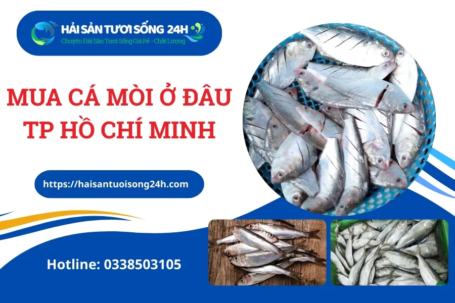 Mua cá mòi ở đâu TP Hồ Chí Minh – Địa chỉ bán cá mòi tươi ngon chất lượng giá tốt