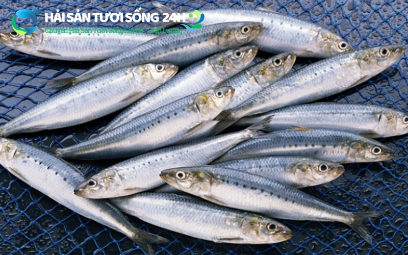 Mua cá mòi ở đâu TP Hồ Chí Minh