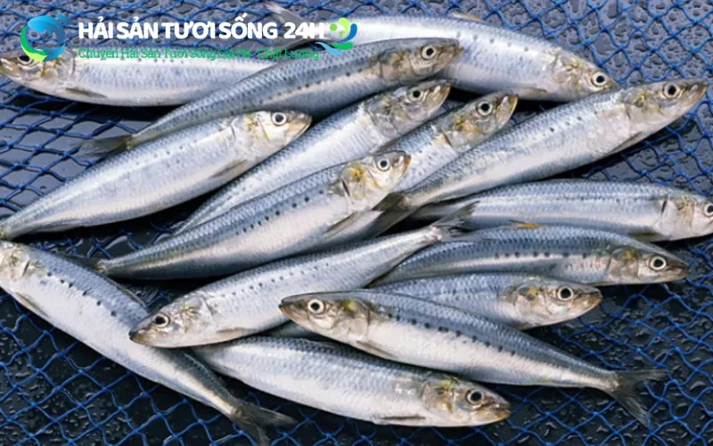 Mua cá mòi ở đâu TP Hồ Chí Minh