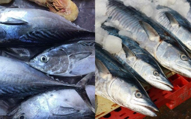 Phân biệt cá Ngừ và cá Thu